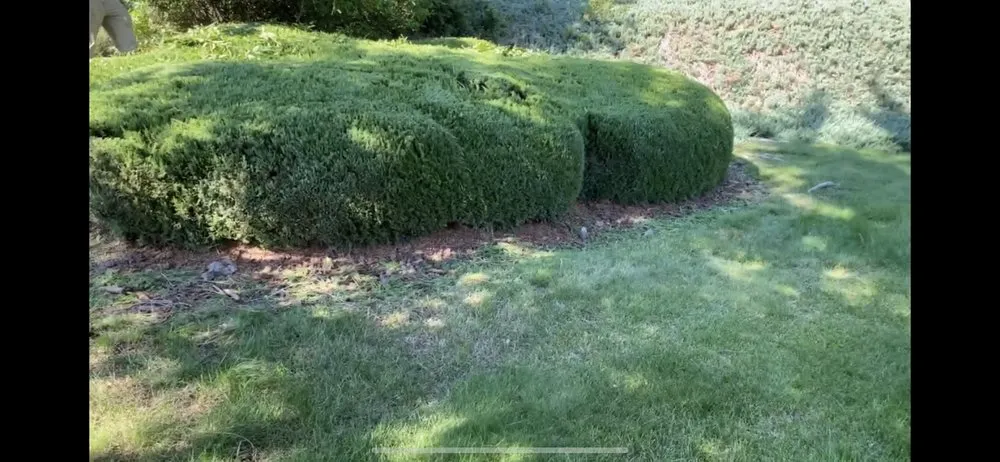 Expert yard maintenance in Salem, OR by The Bush Doctor Burnz4Ever