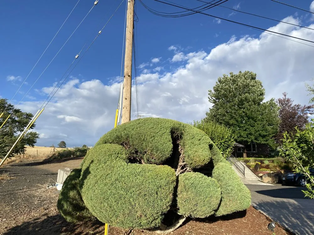 Top-rated lawn care service in Salem, OR - The Bush Doctor Burnz4Ever