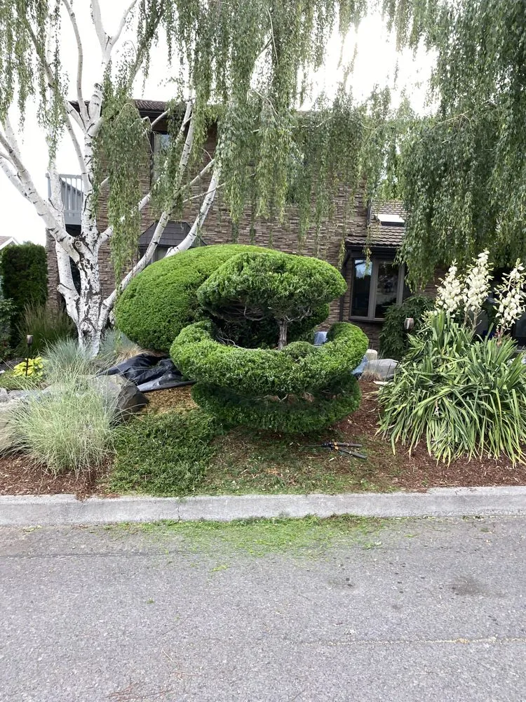 Expert yard cleanup service in Salem, OR by The Bush Doctor Burnz4Ever
