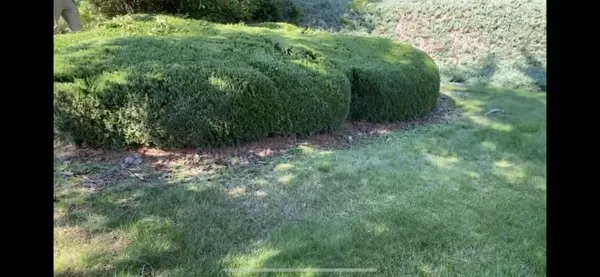 The Bush Doctor Burnz4Ever Logo