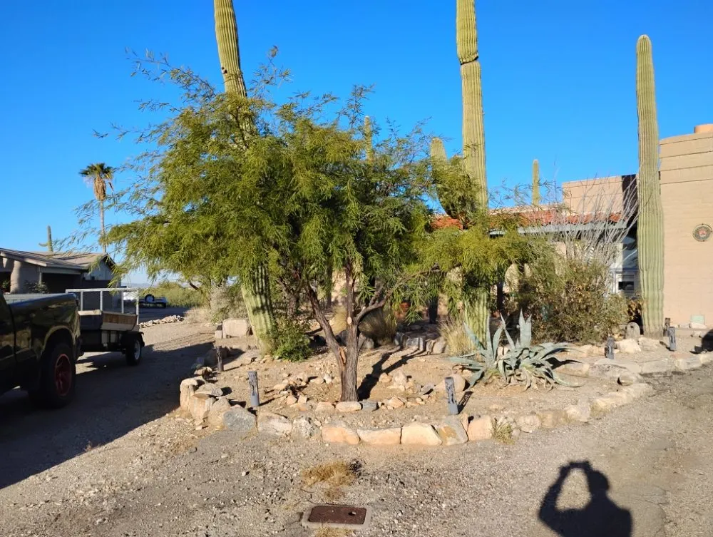 Top-rated yard cleanup service experts serving Tucson, AZ - The Busy Beas