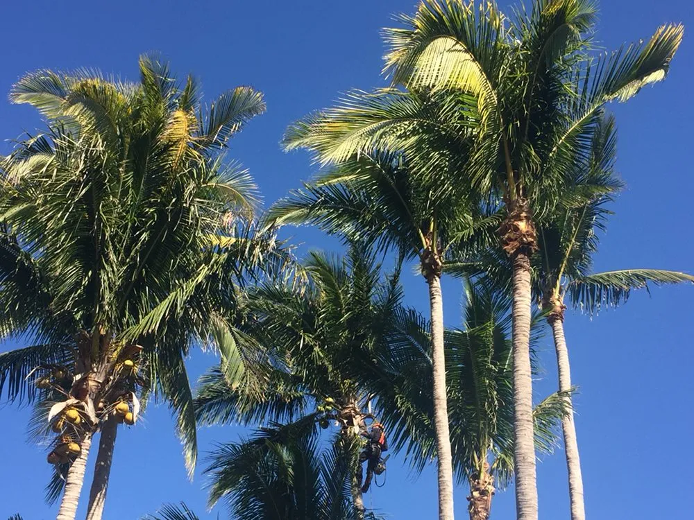 Trusted landscape installation for homes in Homestead, FL by The Butterfly Gardeners