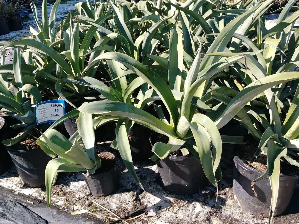 Top-rated landscape installation in Houston, TX by The Cactus King