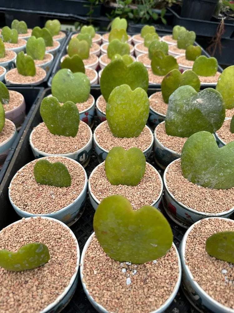 Affordable lawn mowing service in Houston, TX by The Cactus King