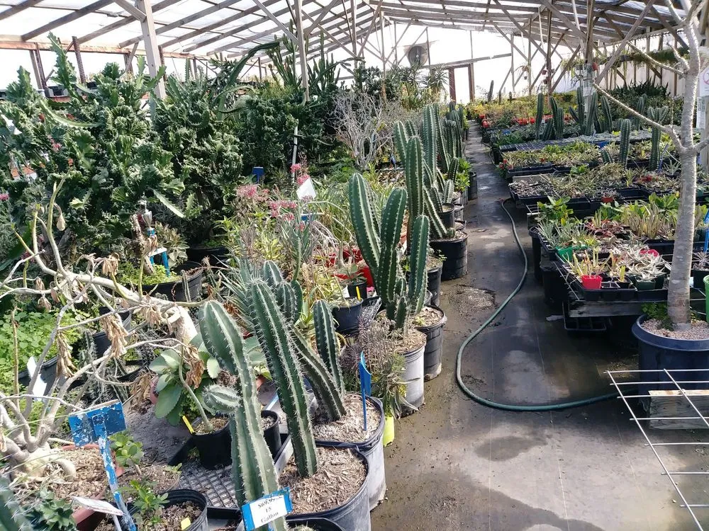 Reliable yard cleanup service experts serving Houston, TX - The Cactus King