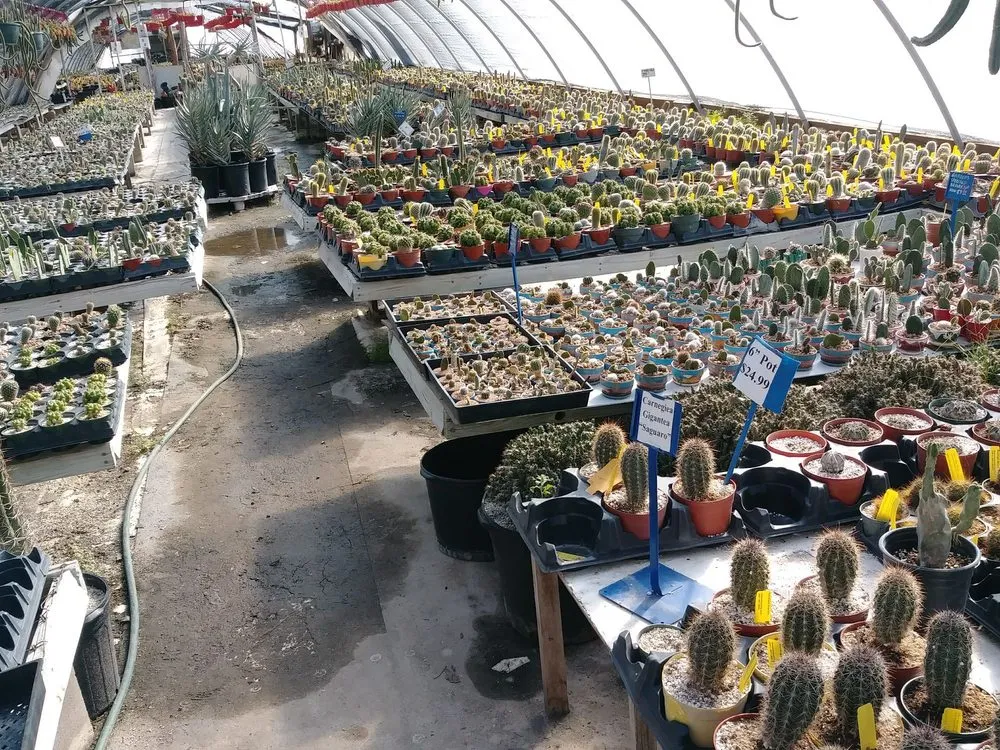 Custom landscape design for homes across Houston, TX - The Cactus King