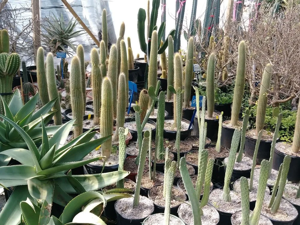 Professional garden landscaping experts serving Houston, TX - The Cactus King