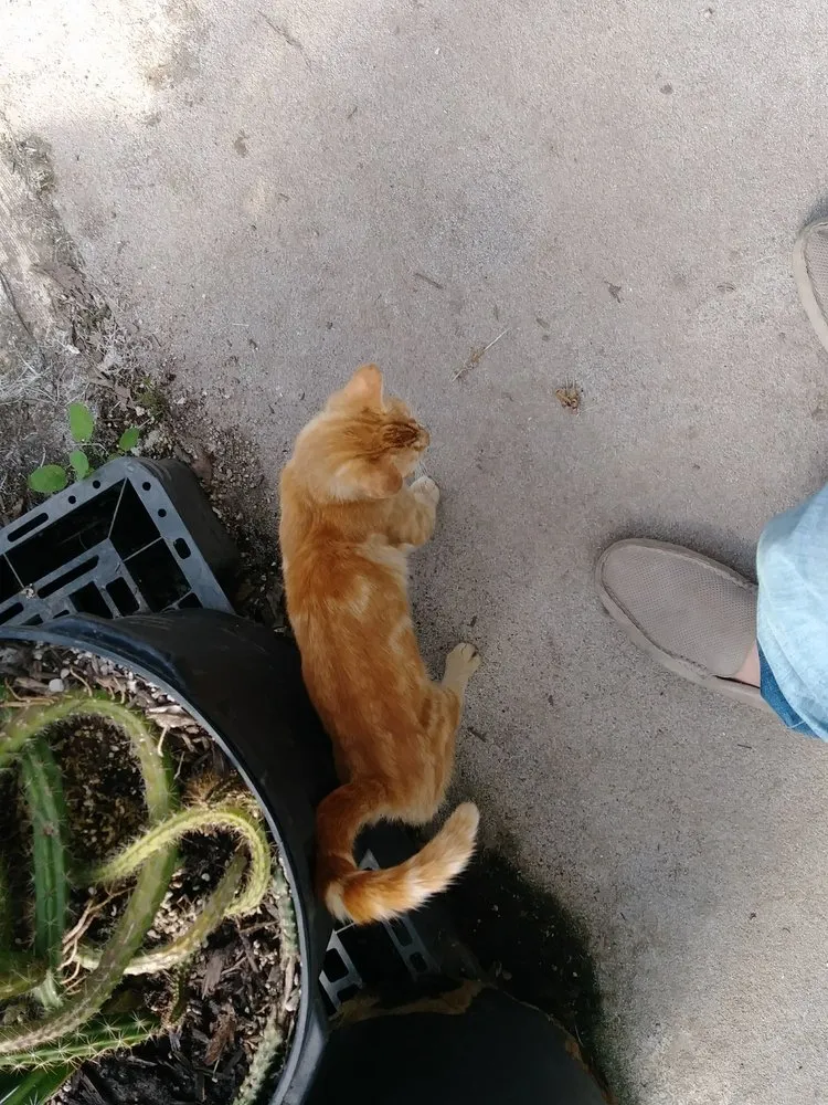 Trusted landscape design for homes across Houston, TX - The Cactus King