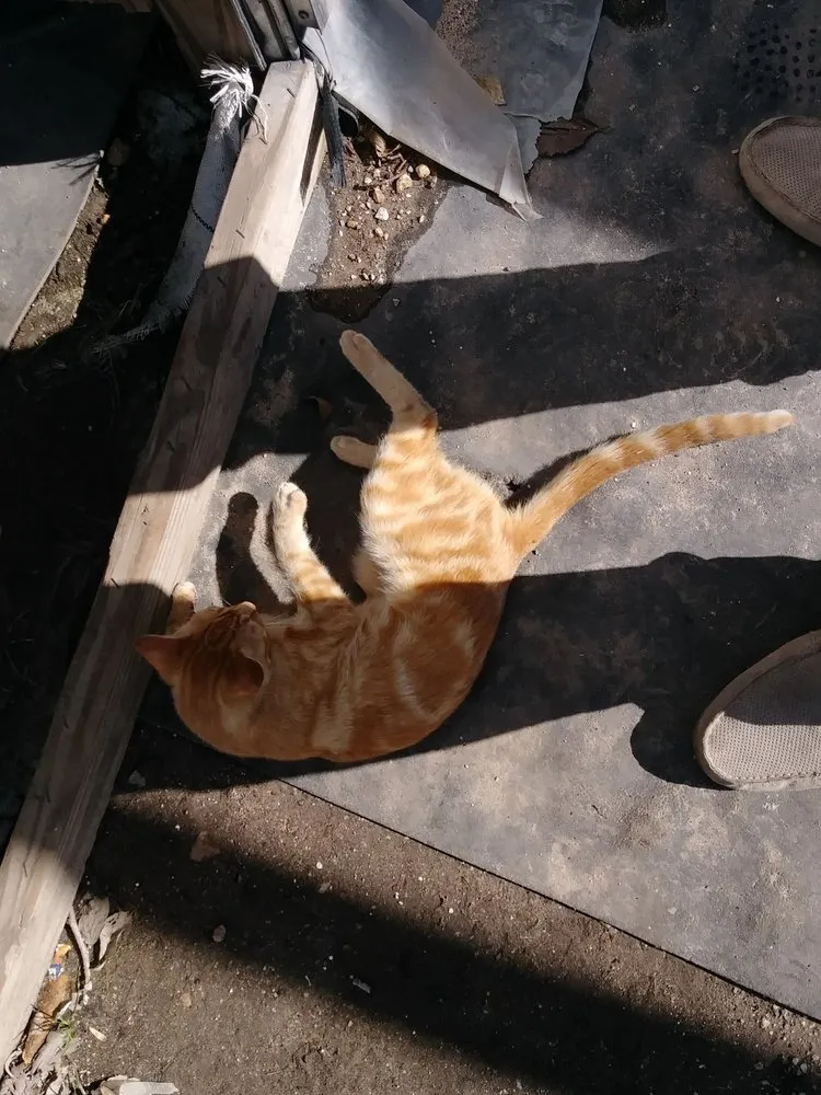 Top-rated landscape design for homes across Houston, TX - The Cactus King