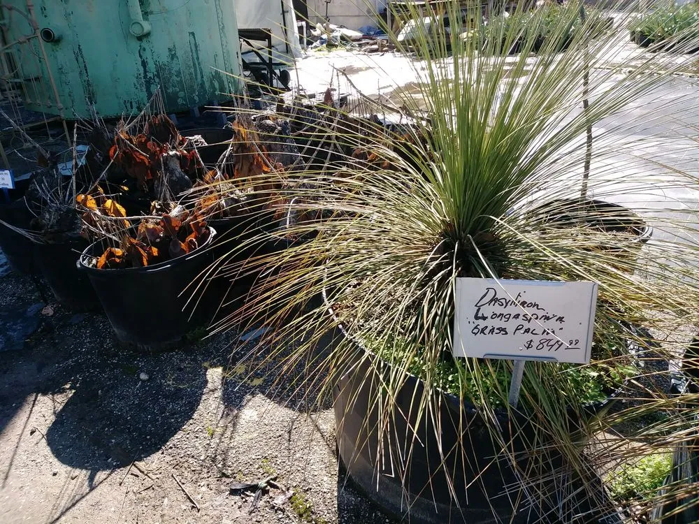 Affordable yard maintenance in Houston, TX - The Cactus King