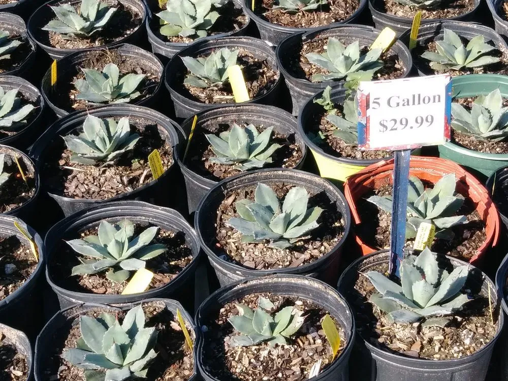 Affordable landscape design in Houston, TX - The Cactus King