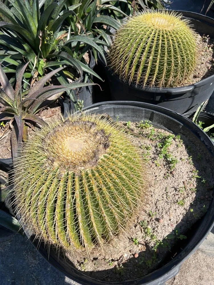 Professional yard cleanup service in Houston, TX by The Cactus King