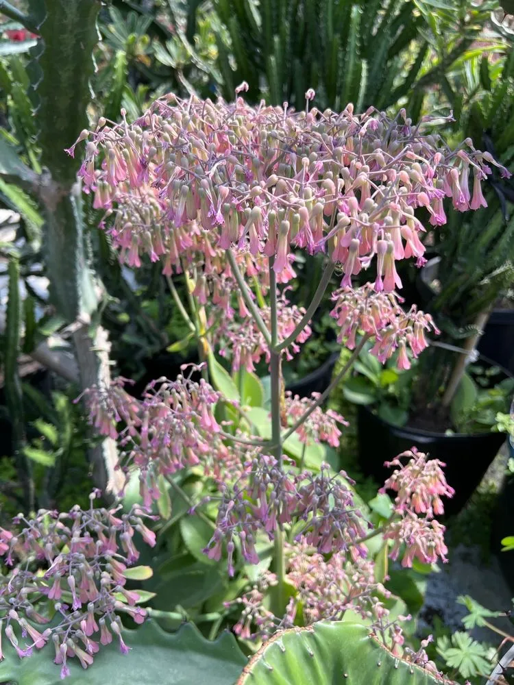 Professional landscaping services in Houston, TX by The Cactus King