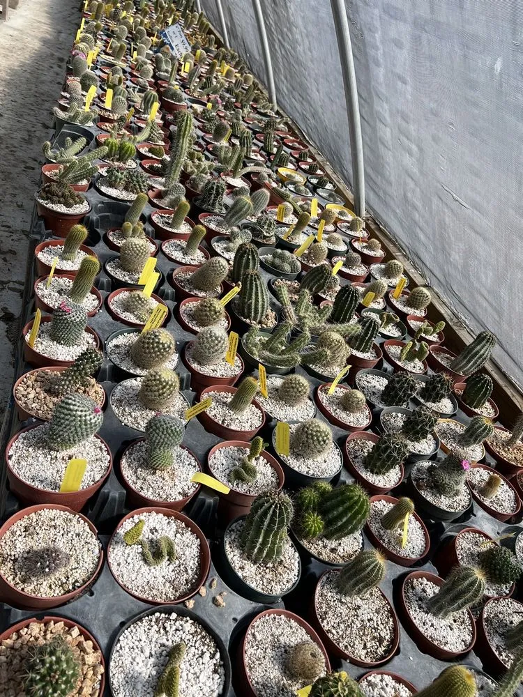 Local yard maintenance for year-round maintenance across Houston, TX - The Cactus King