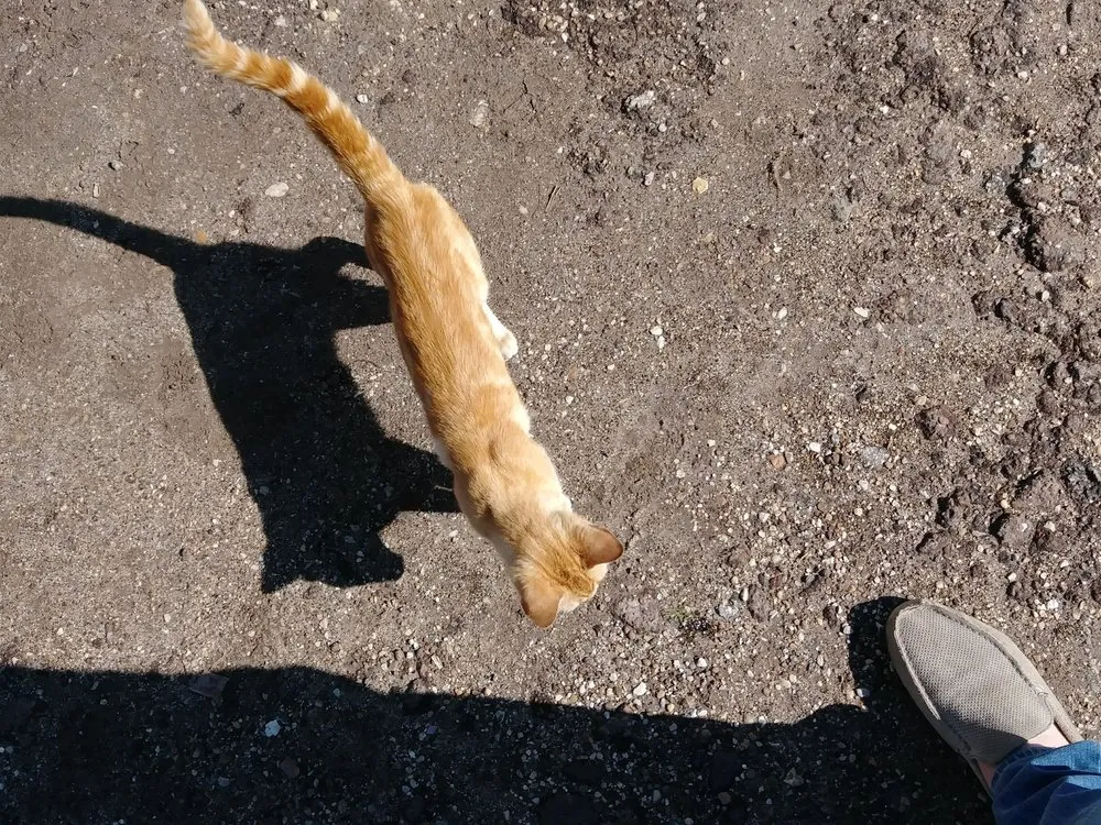 Trusted landscaping services in Houston, TX by The Cactus King