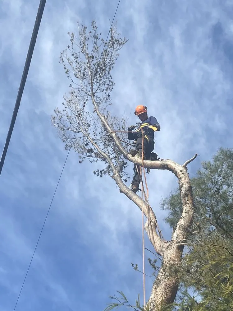 Affordable yard cleanup service for homes in Tucson, AZ by The Certified Arborist