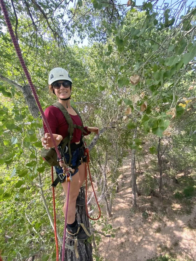 Professional yard cleanup service for year-round maintenance in Tucson, AZ by The Certified Arborist
