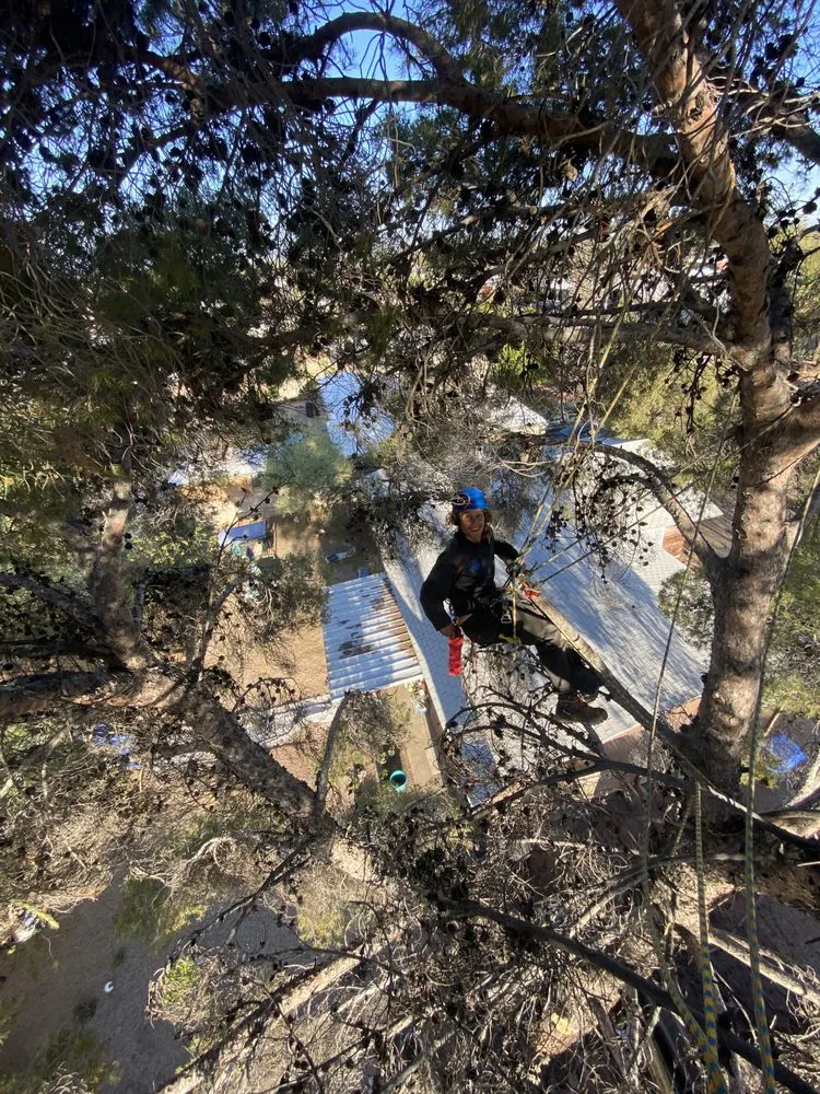 Local lawn care service experts serving Tucson, AZ - The Certified Arborist