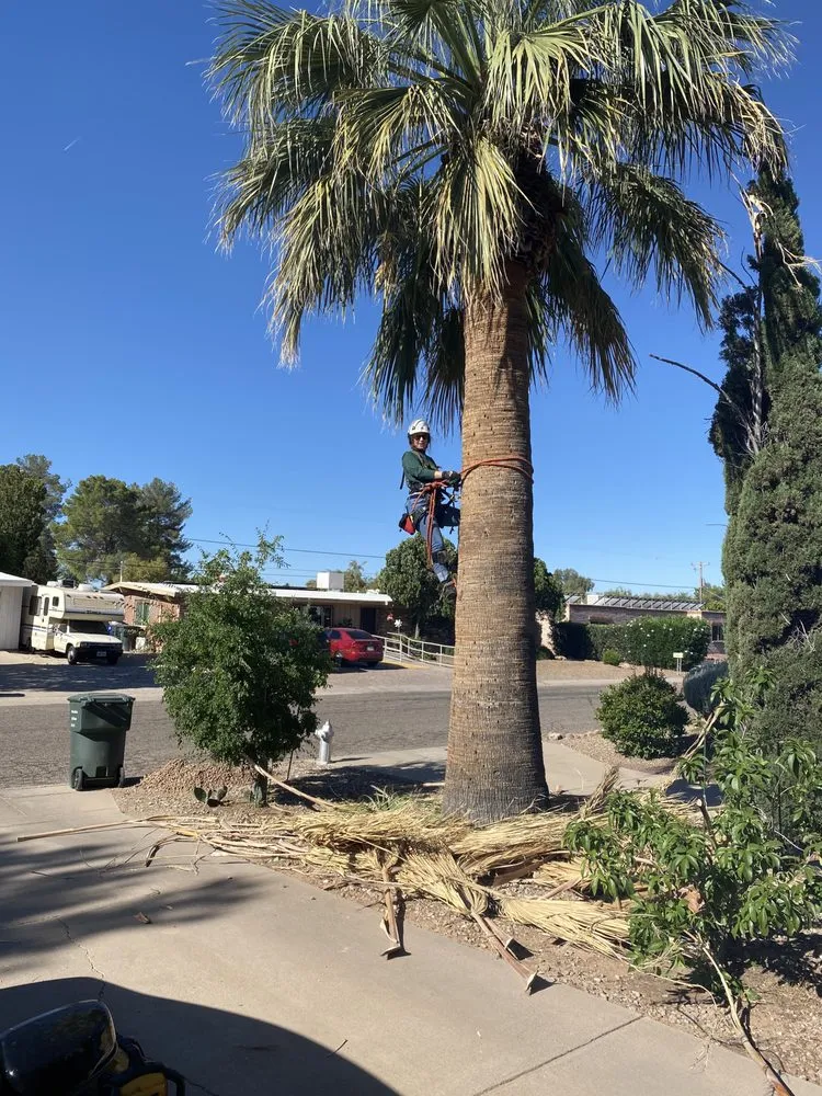 Professional outdoor landscaping for outdoor upgrades in Tucson, AZ by The Certified Arborist