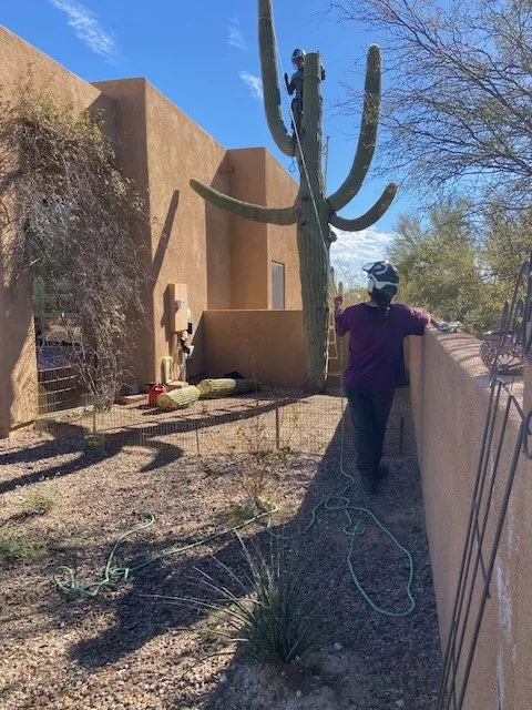 Top-rated lawn mowing service near you across Tucson, AZ - The Certified Arborist