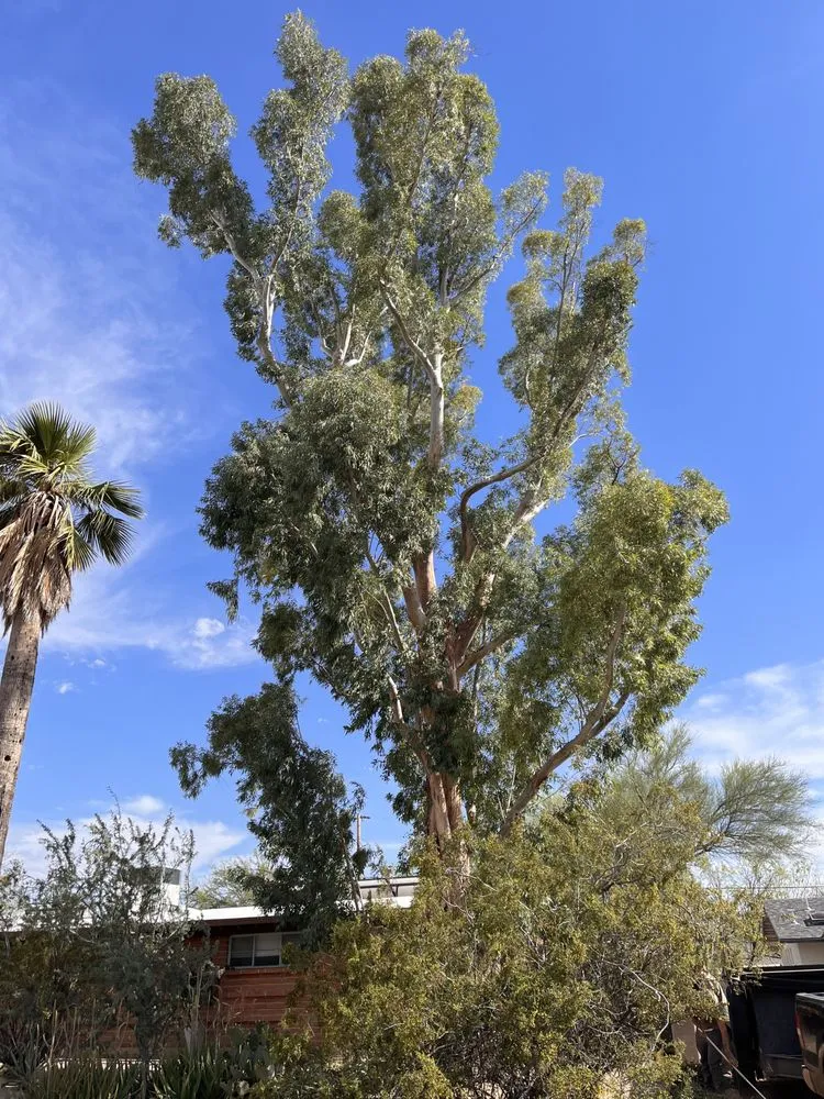 Custom landscape installation experts serving Tucson, AZ - The Certified Arborist