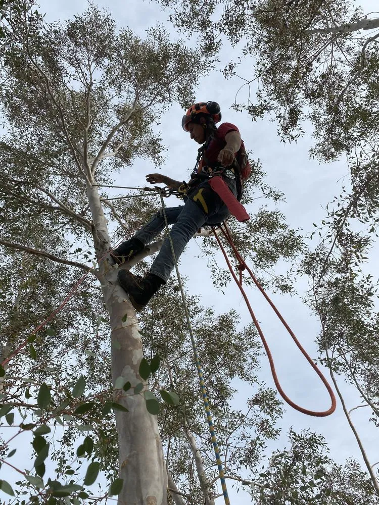 Local lawn care service for homes in Tucson, AZ by The Certified Arborist