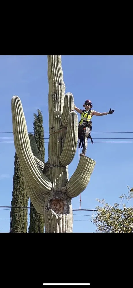 Local lawn mowing service in Tucson, AZ by The Certified Arborist