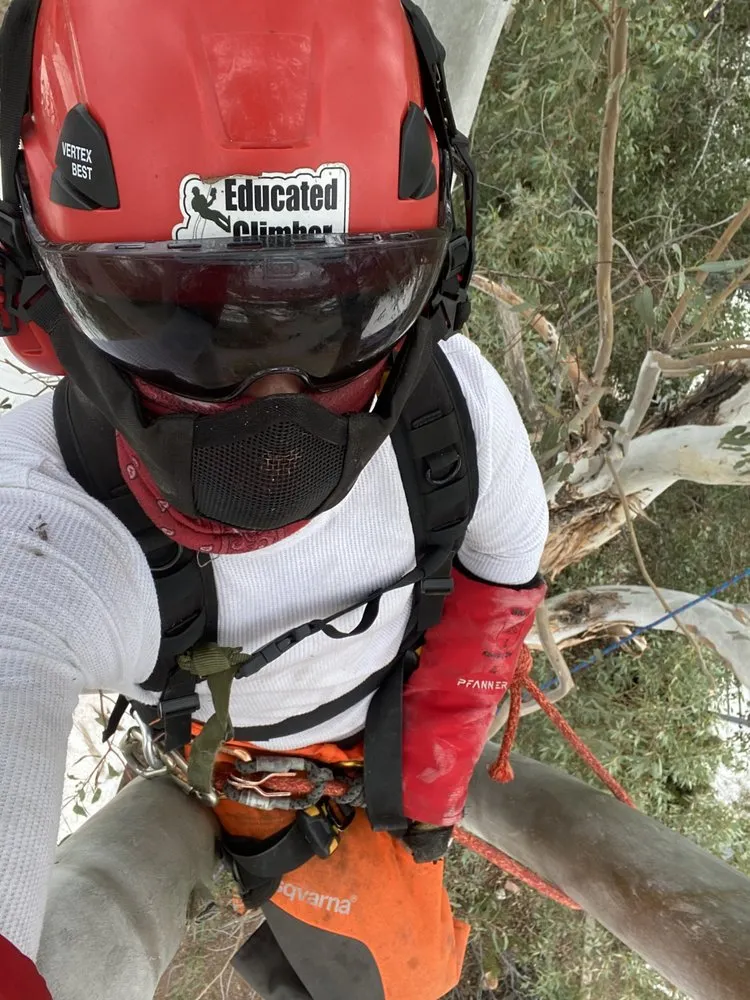 Affordable landscape installation for homes in Tucson, AZ by The Certified Arborist