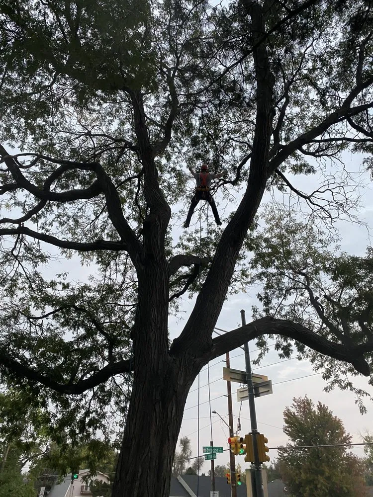 Trusted landscape installation in Tucson, AZ - The Certified Arborist