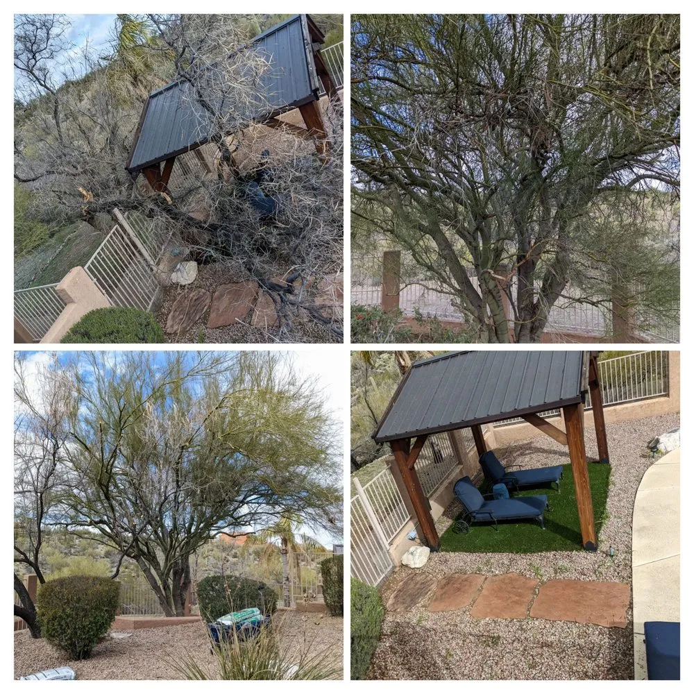 Local yard maintenance in Tucson, AZ by The Certified Arborist