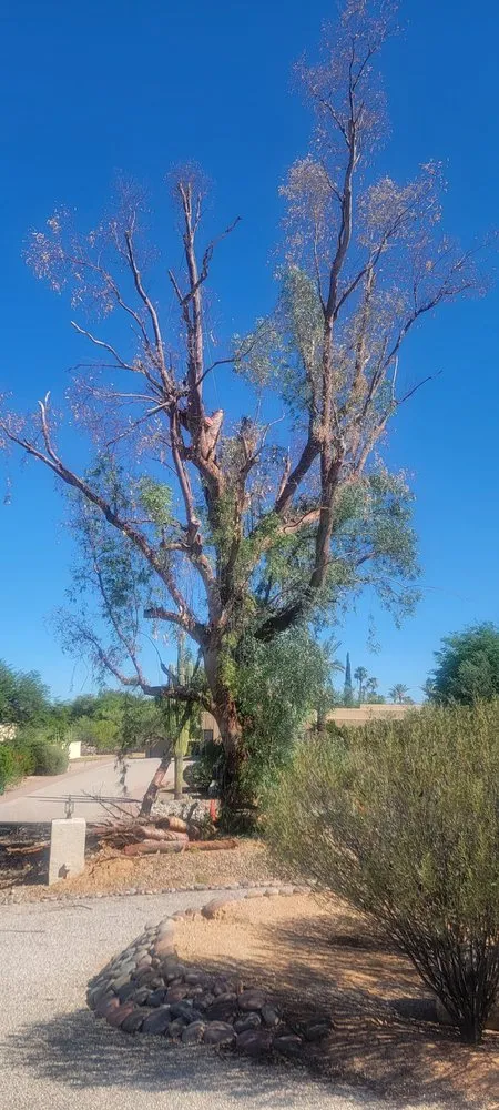 Local lawn mowing service in Tucson, AZ by The Certified Arborist