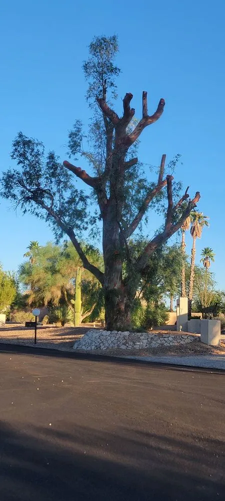 Local landscaping services experts serving Tucson, AZ - The Certified Arborist
