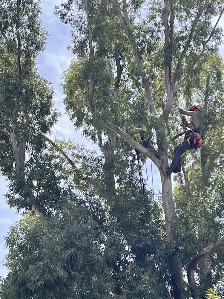 Local yard cleanup service in Tucson, AZ - The Certified Arborist