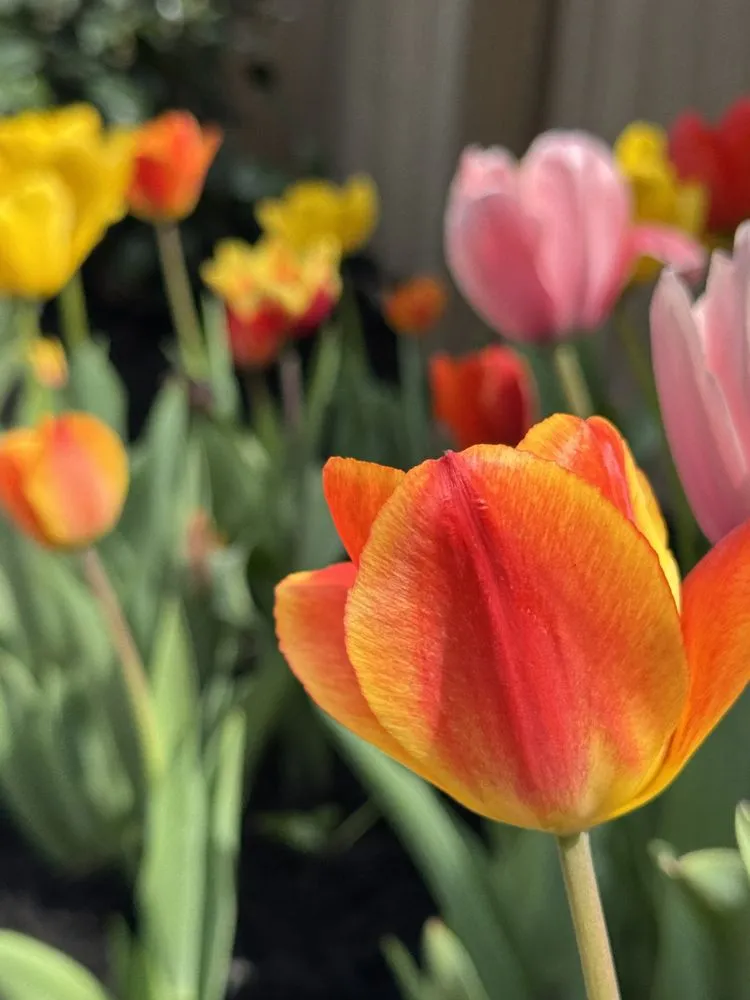 Expert garden landscaping in Louisville, KY - The Clover Landscaping