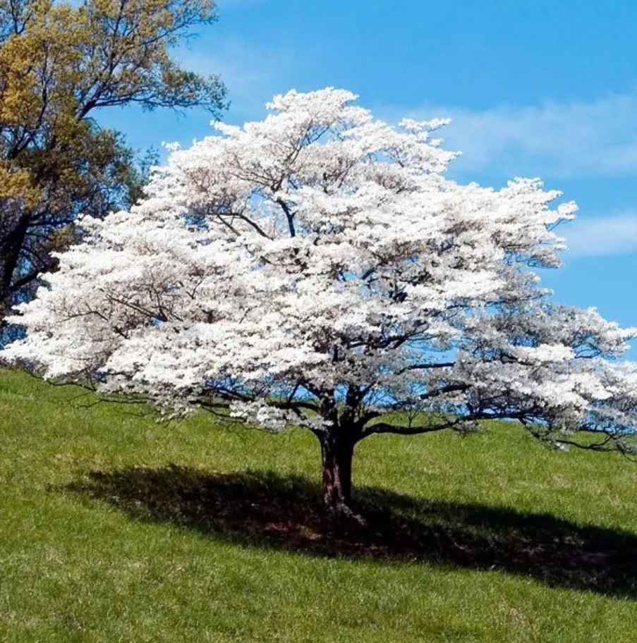 Reliable landscaping services in Westfield, NJ - The Contractors Group