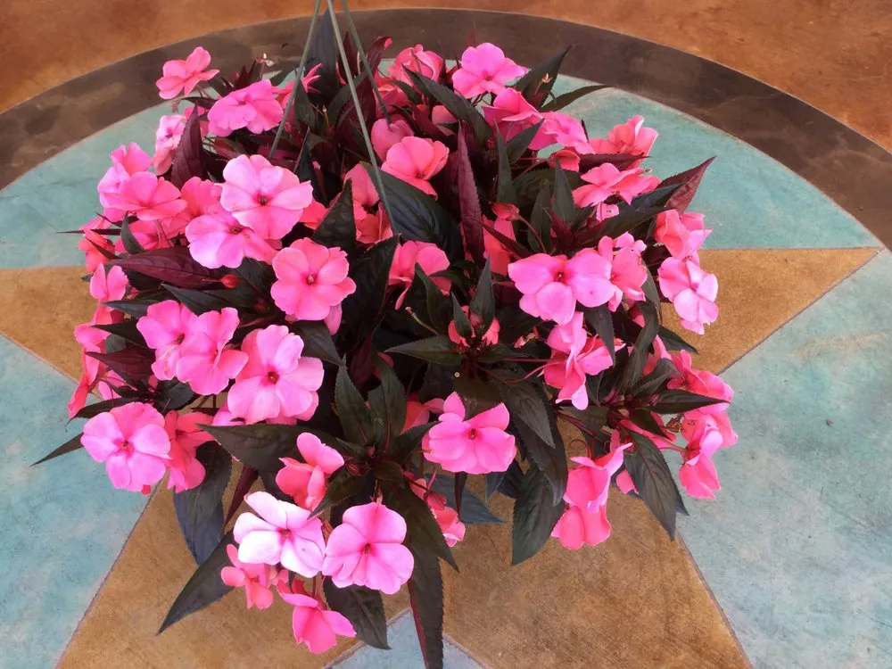 Custom lawn care service experts serving Hallettsville, TX - The Country Touch