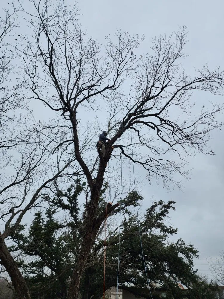 Custom outdoor landscaping for year-round maintenance in Elgin, TX by The Crazy Grass Landscape Services