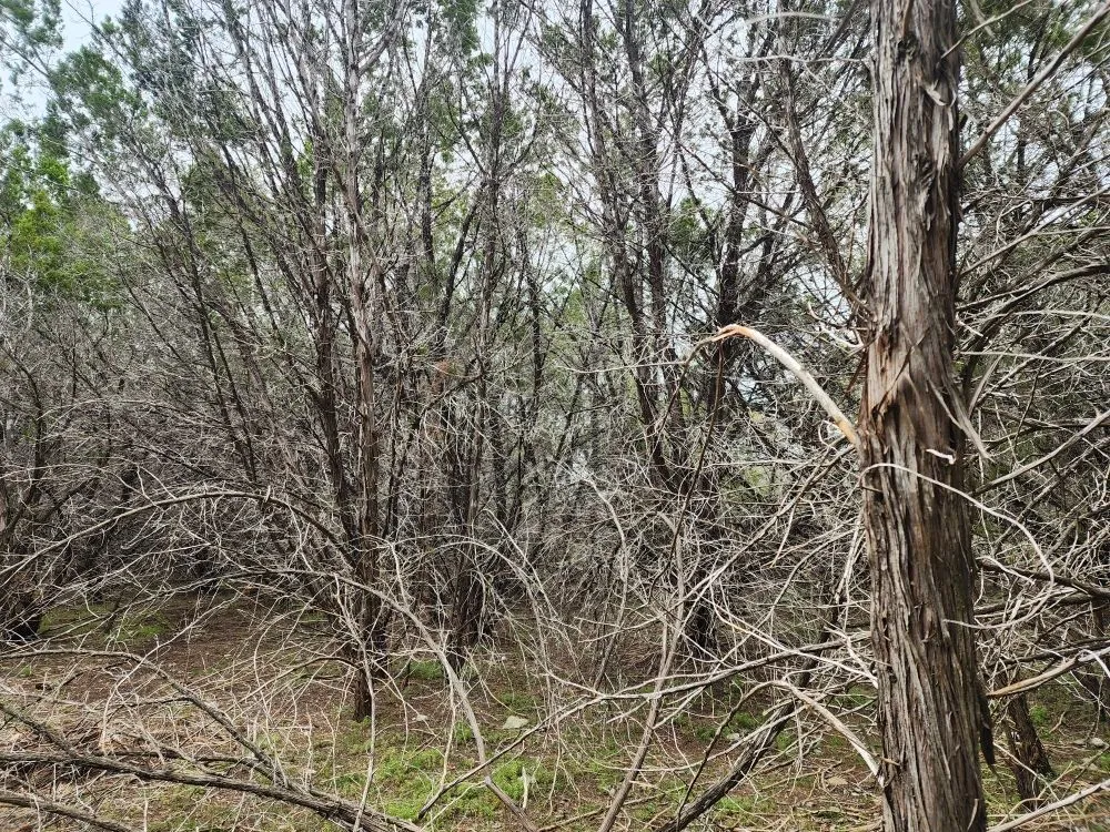 Local lawn mowing service near you across Elgin, TX - The Crazy Grass Landscape Services