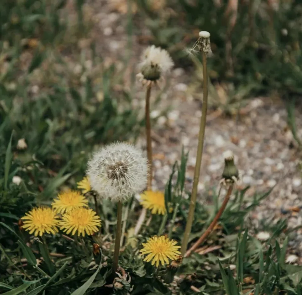 Top-rated landscaping services for year-round maintenance in Tampa Bay, FL by The Curb Appeal