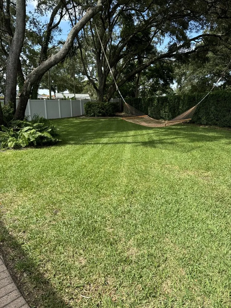 Top-rated yard cleanup service in Tampa Bay, FL by The Curb Appeal