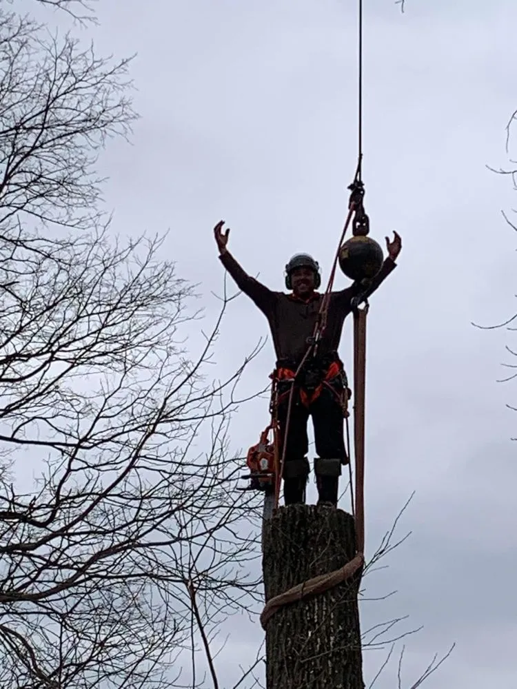 Affordable residential landscaping experts serving Canton, OH - The Cure Tree Service