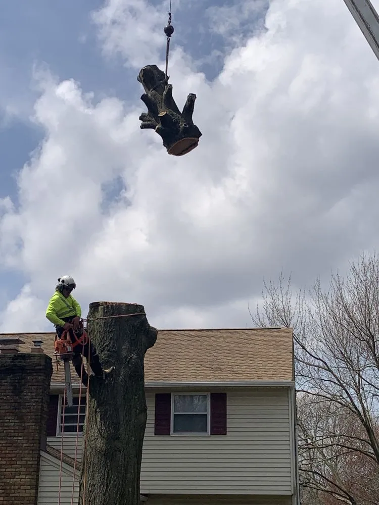 Affordable landscaping services in Canton, OH - The Cure Tree Service