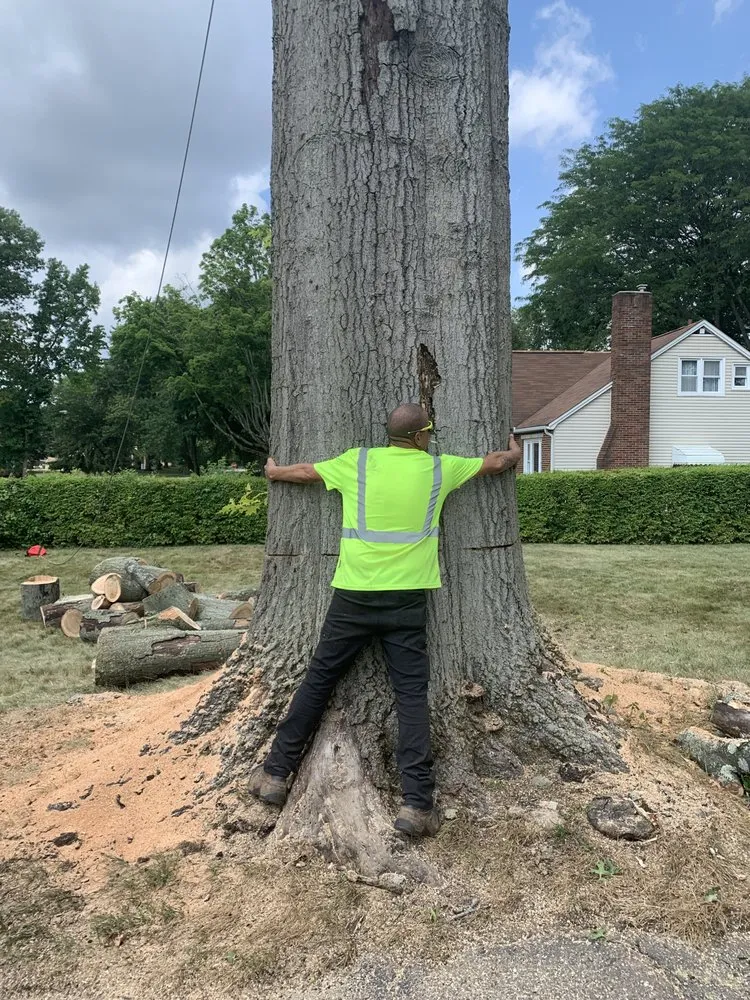 Trusted landscaping services experts serving Canton, OH - The Cure Tree Service