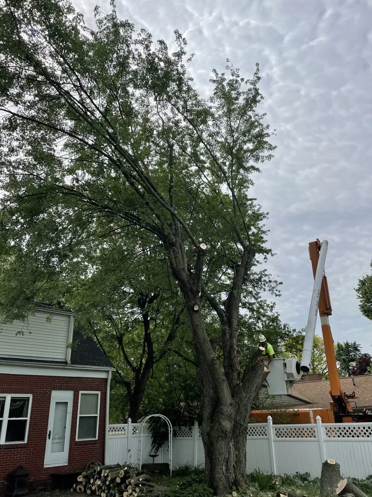 Affordable lawn care service for year-round maintenance across Canton, OH - The Cure Tree Service