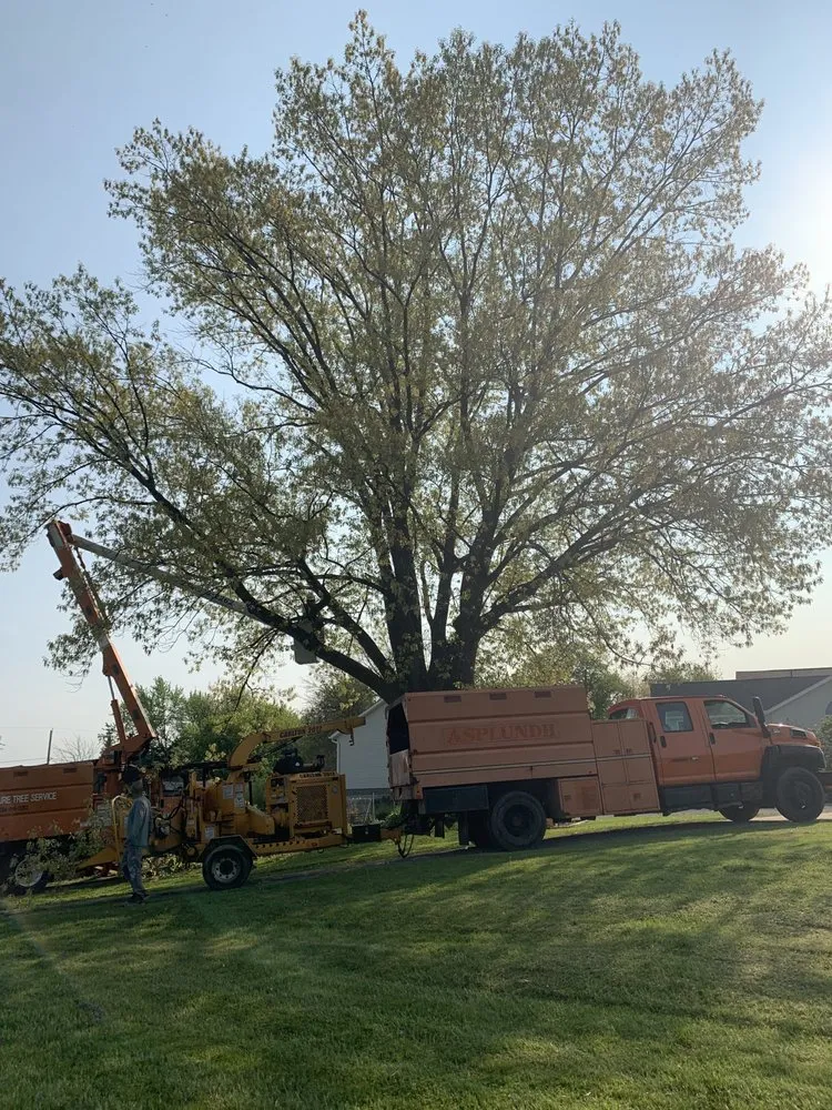 Affordable residential landscaping experts serving Canton, OH - The Cure Tree Service