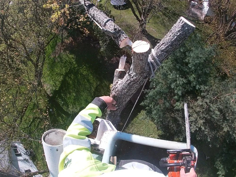 Trusted yard maintenance in Canton, OH by The Cure Tree Service