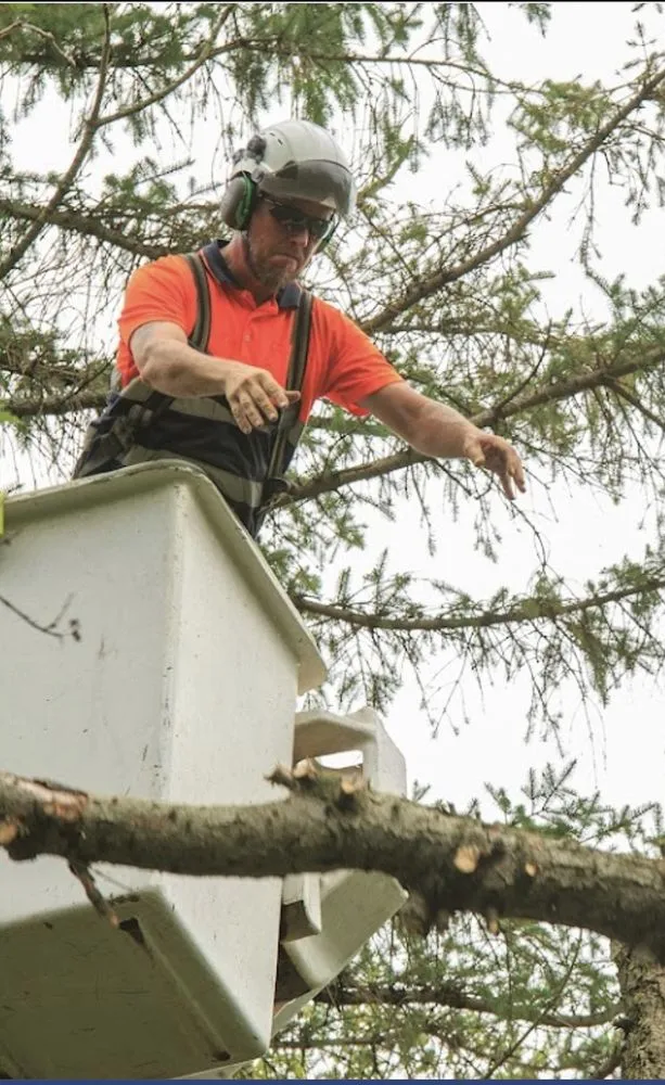 Trusted yard cleanup service in Canton, OH - The Cure Tree Service
