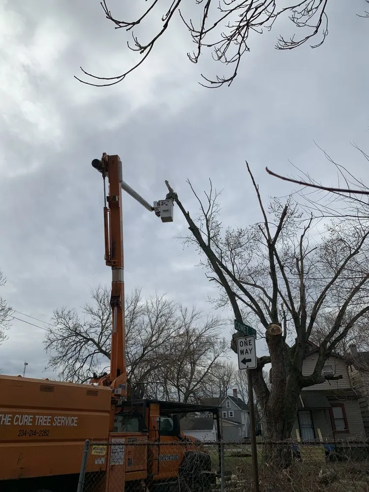 Expert yard cleanup service for homes across Canton, OH - The Cure Tree Service