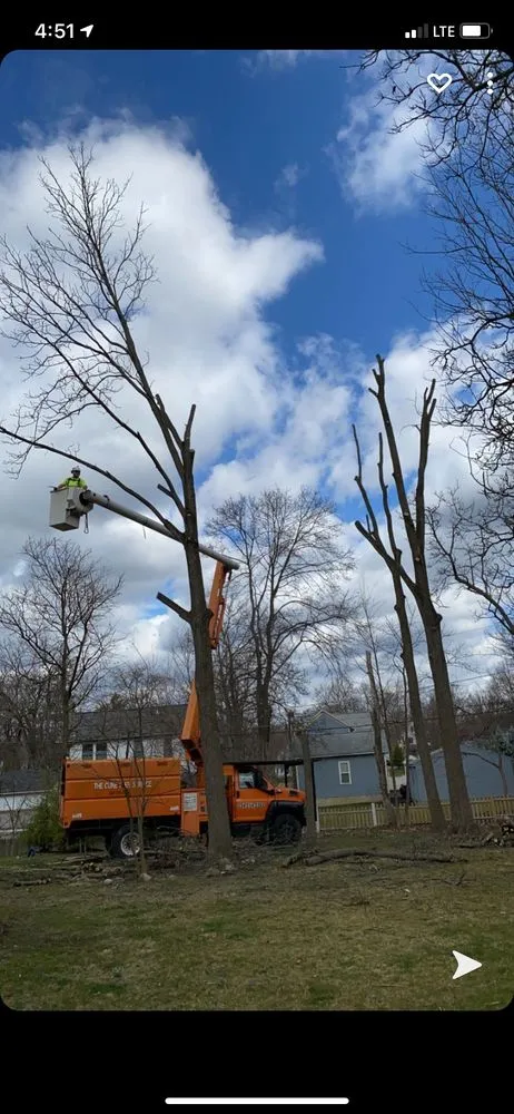 Custom yard maintenance for beautiful yards in Canton, OH by The Cure Tree Service