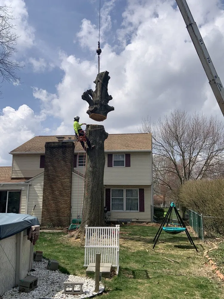 Trusted yard maintenance near you in Canton, OH by The Cure Tree Service